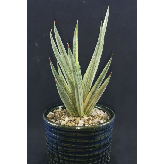 Sansevieria francisii variegated