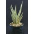 Sansevieria francisii variegated