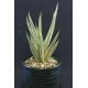 Sansevieria francisii variegated