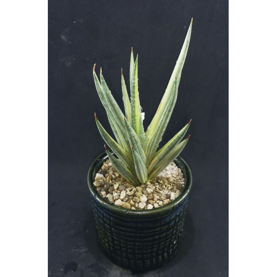 Sansevieria francisii variegated