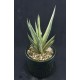 Sansevieria francisii variegated