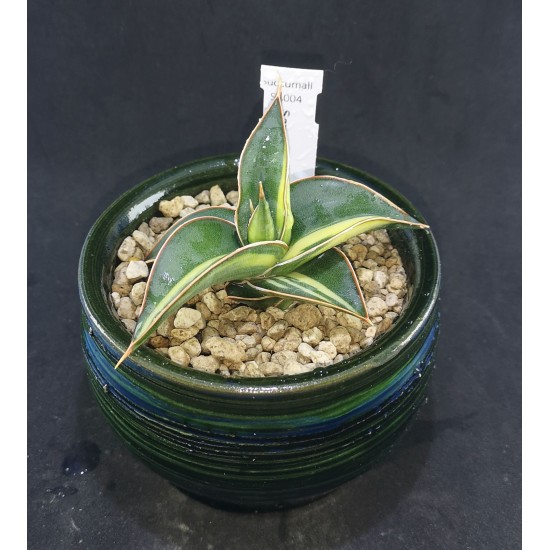 Sansevieria 'Blue Kew' variegated