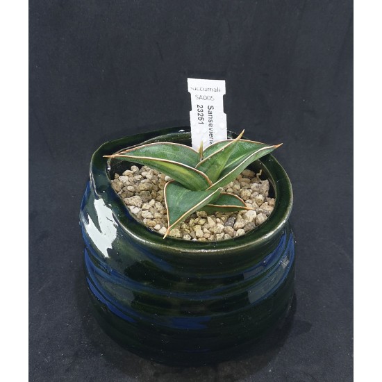 Sansevieria lavranos 23251 variegated