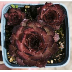Sempervivum  'BRANDY BARELL'