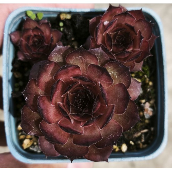Sempervivum 'BRANDY BARELL' Sempervivum 'BRANDY BARELL'
