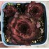 Sempervivum  'BRANDY BARELL'