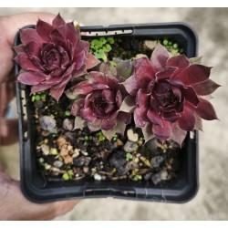 Sempervivum  'ABRA-KADABRA'