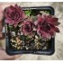 Sempervivum  'ABRA-KADABRA'