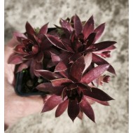Sempervivum  'END OF SUMMER' Sempervivum  'END OF SUMMER'
