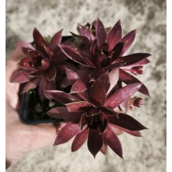 Sempervivum  'END OF SUMMER'