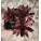 Sempervivum