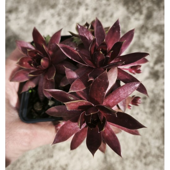 Sempervivum 'END OF SUMMER' Sempervivum 'END OF SUMMER'