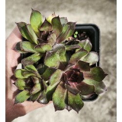 Sempervivum  'EUGEN'