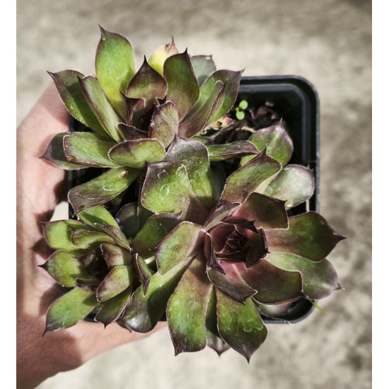 Sempervivum 'EUGEN' Sempervivum 'EUGEN'