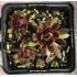 Sempervivum  'FASHION FLAME'