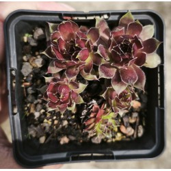 Sempervivum  'HAWAIKI'