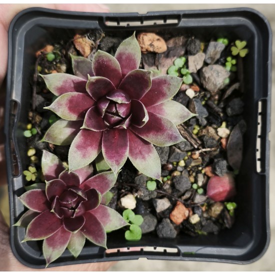 Sempervivum 'HEARTBEAT' Sempervivum 'HEARTBEAT'
