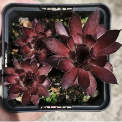 Sempervivum  'LAVA FLOW'