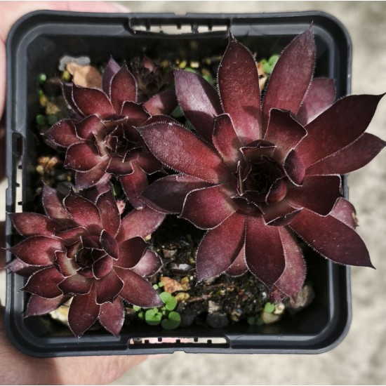 Sempervivum 'LAVA FLOW' Sempervivum 'LAVA FLOW'