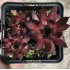 Sempervivum  'LAVA FLOW'