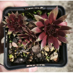 Sempervivum  'PINNACLE PINK'