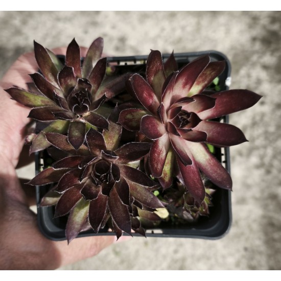 Sempervivum 'RAVEN COURT' Sempervivum 'RAVEN COURT'