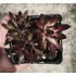 Sempervivum  'RAVEN COURT'