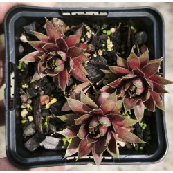 Sempervivum  'SUMMER SKIN'