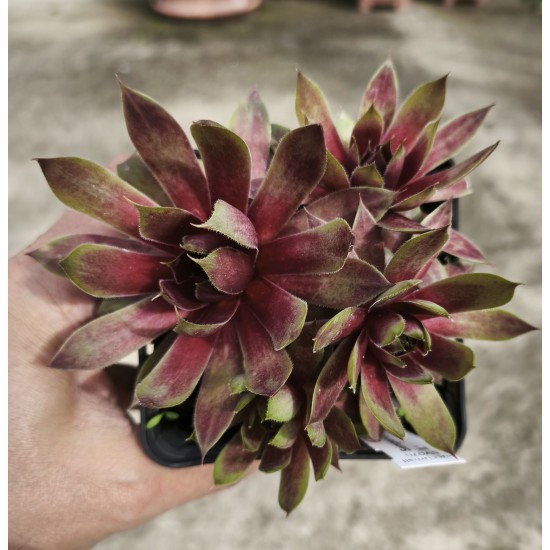 Sempervivum 'WATERLILY II.' Sempervivum 'WATERLILY II.'