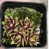 Sempervivum 'PASTEL CHARME'